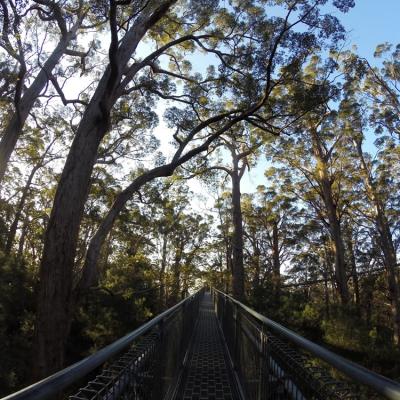 Tree Top Walk