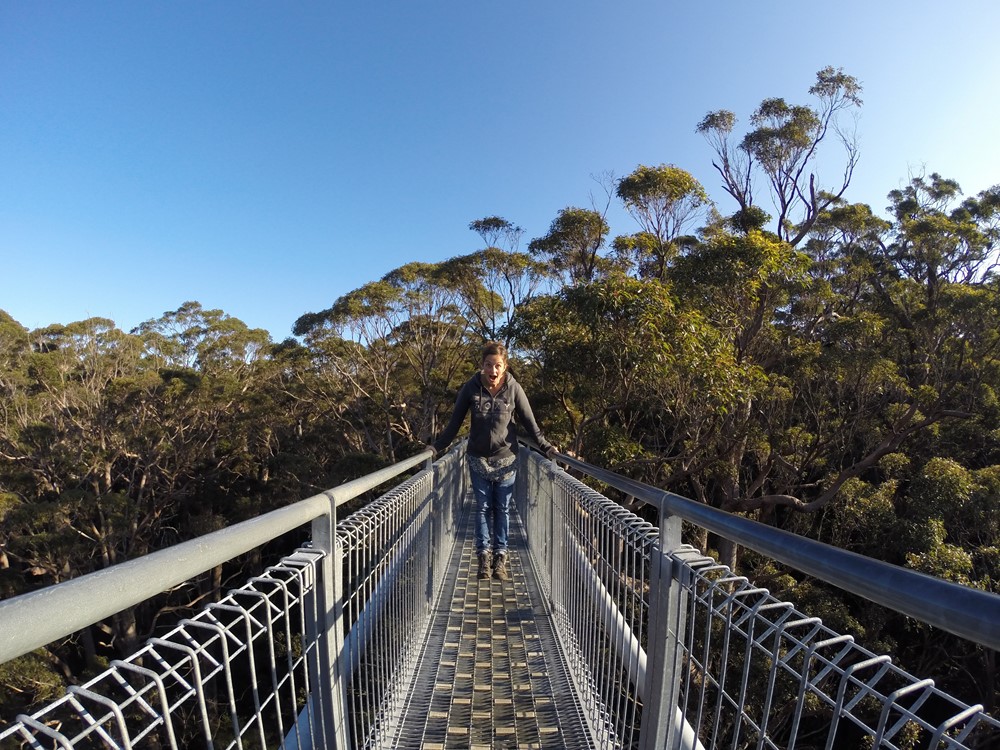 Tree Top Walk