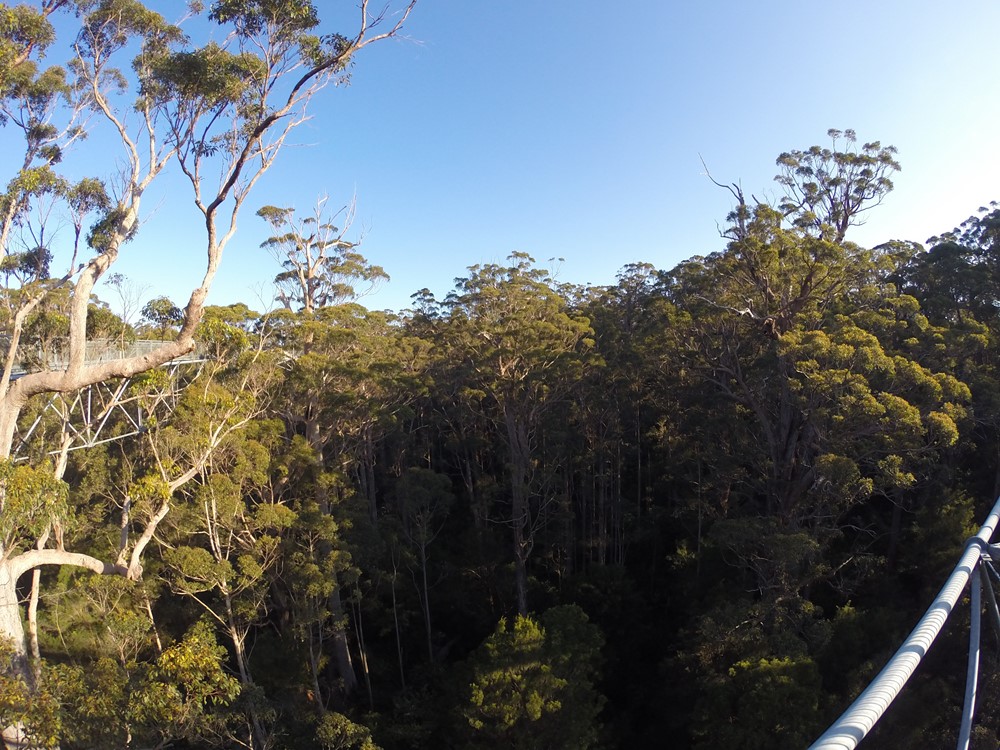 Tree Top Walk