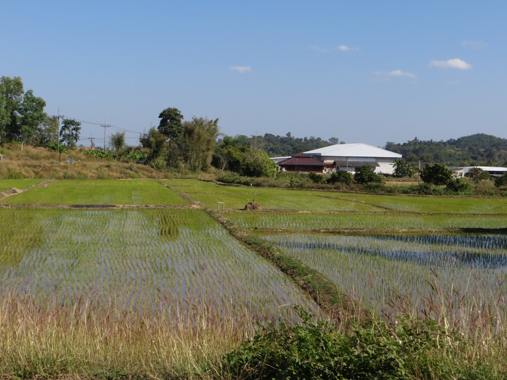 Chiang Rai