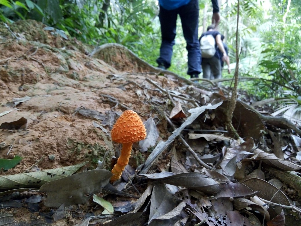 Taman Negara