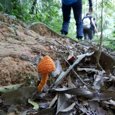 Taman Negara