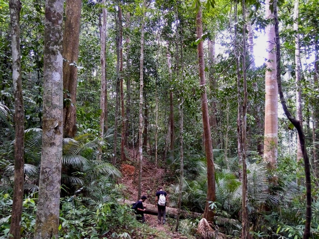 Taman Negara