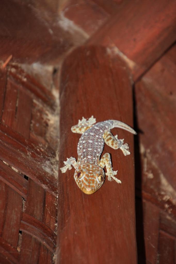 Notre ami le gecko!