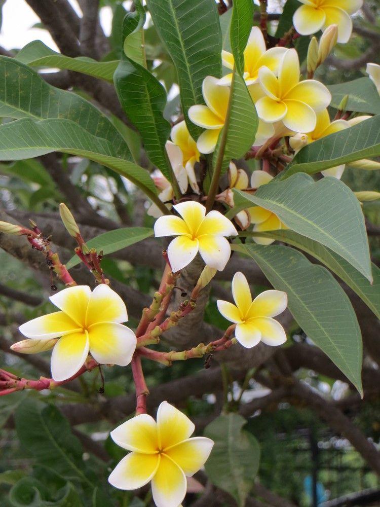 Kanchanaburi