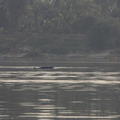 Dauphins d'Irrawaddy