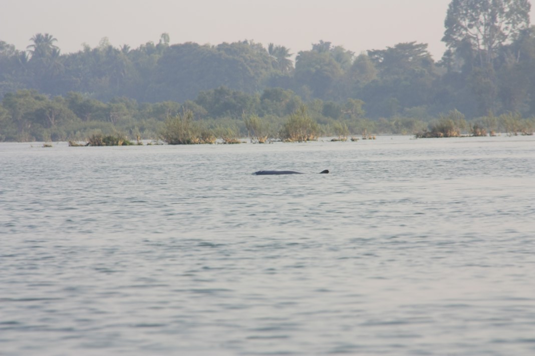 Dauphins d'Irrawaddy
