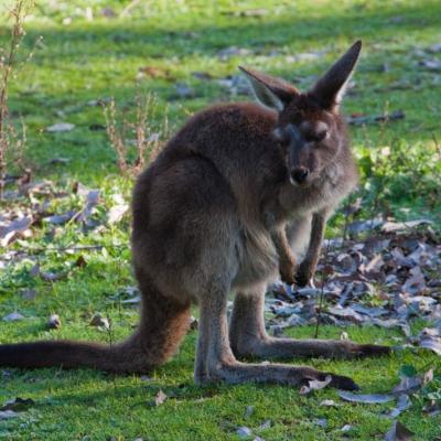 Mundaring