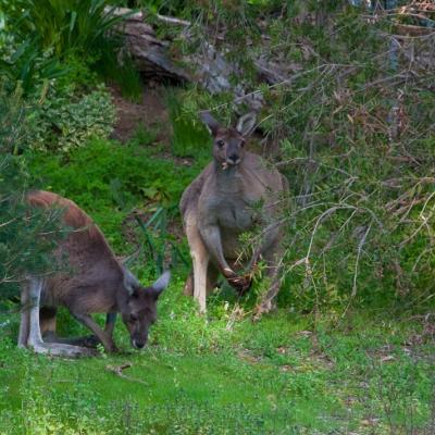 Mundaring