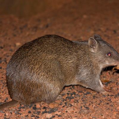 Kalamunda