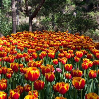 Araluen Botanic Park