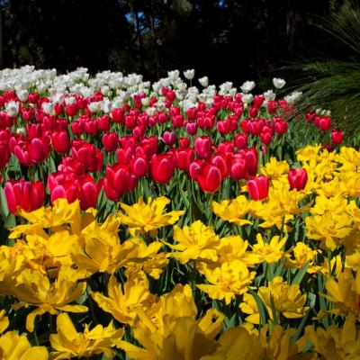 Araluen Botanic Park