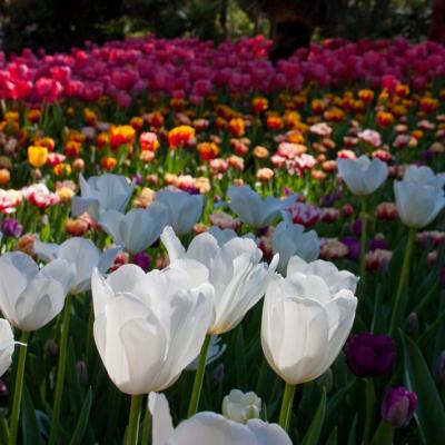 Araluen Botanic Park