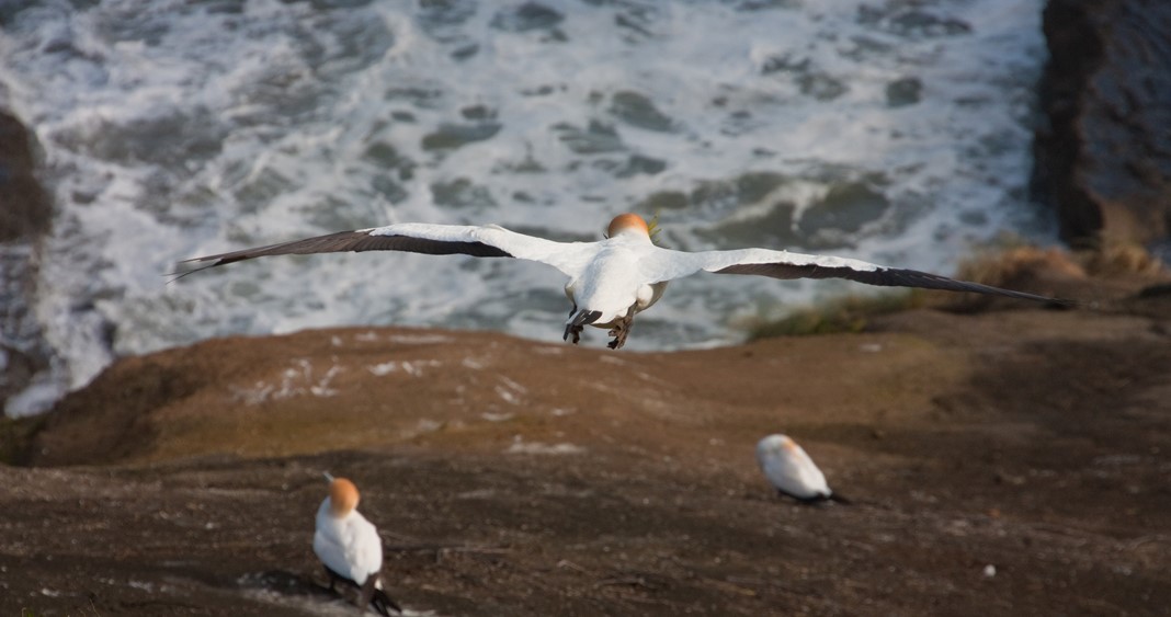 Muriwai beach