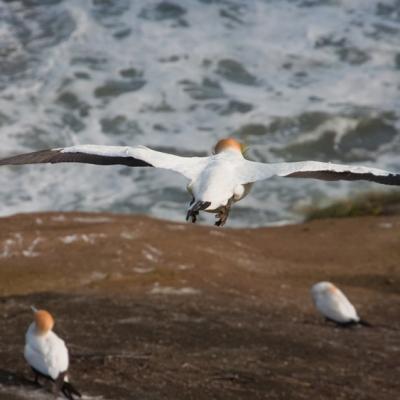 Muriwai beach