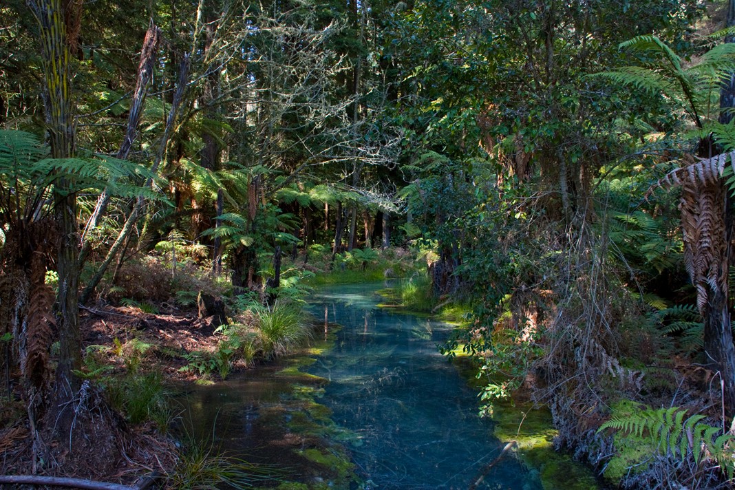 Redwood Forest