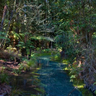 Redwood Forest