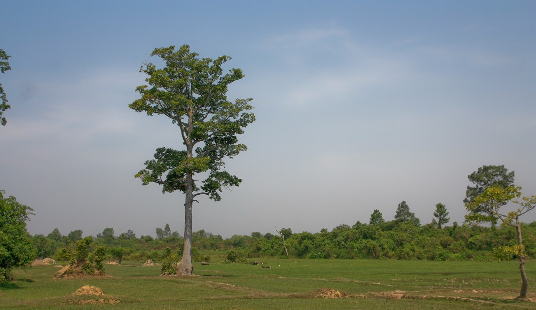 Banteay Srey