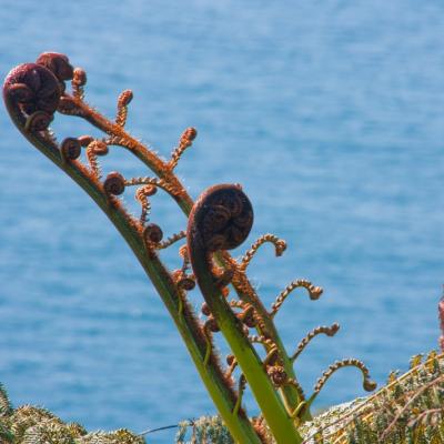 Knights Point Lookout 