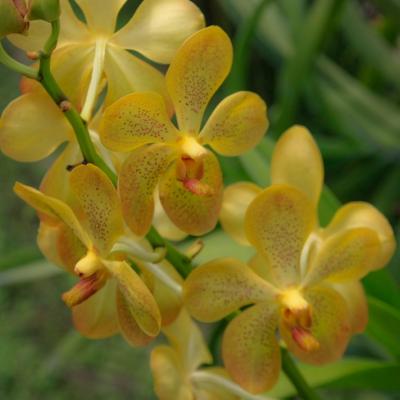 Ferme à orchidées
