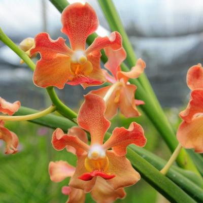 Ferme à orchidées