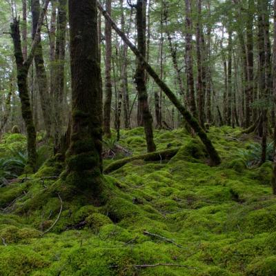 Kepler Track