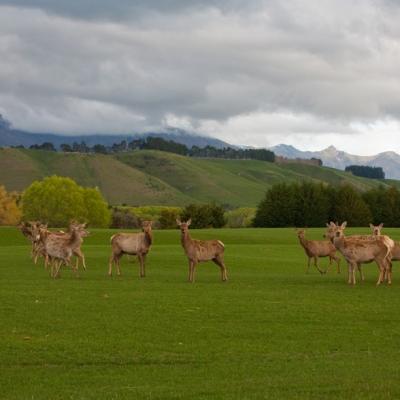 Fiordland National Park