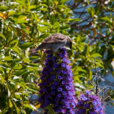 Akaroa