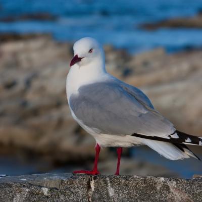 Kaikoura