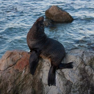 Kaikoura