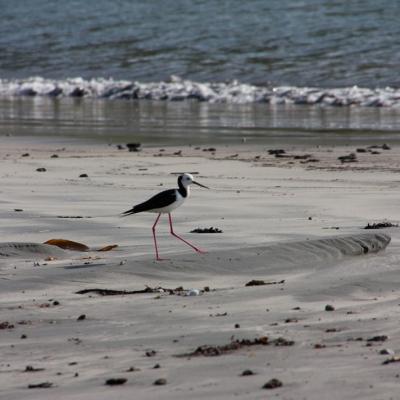 Kaikoura