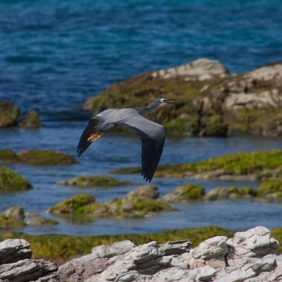 Kaikoura