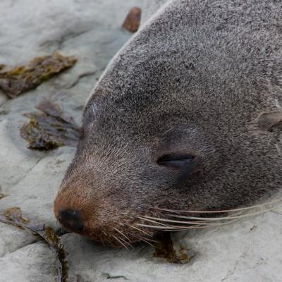 Kaikoura