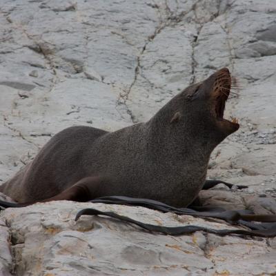 Kaikoura