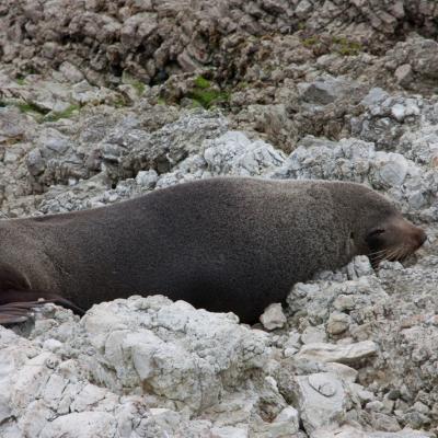 Kaikoura