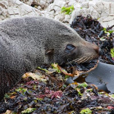 Kaikoura