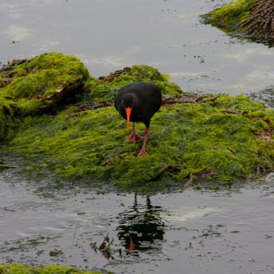 Kaikoura