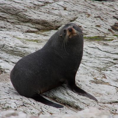 Kaikoura