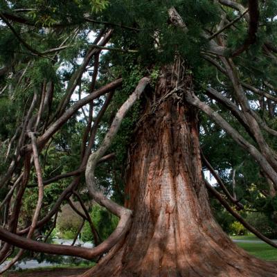 Christchurch Botanic Gardens 