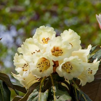 Christchurch Botanic Gardens 