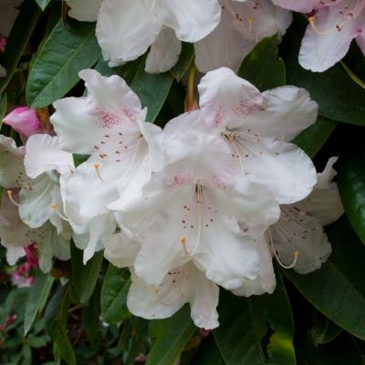 Christchurch Botanic Gardens 