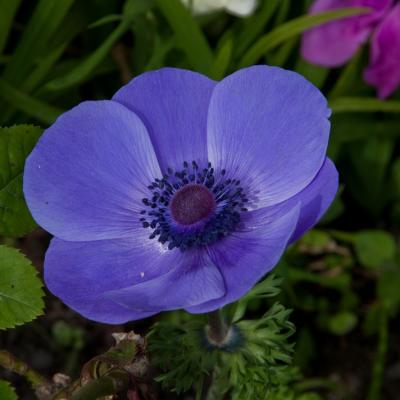 Christchurch Botanic Gardens 