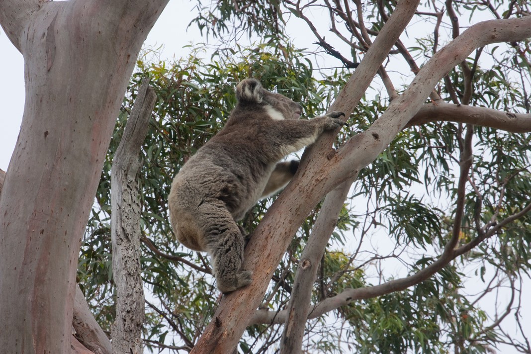 Great Otway National Park