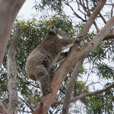 Great Otway National Park