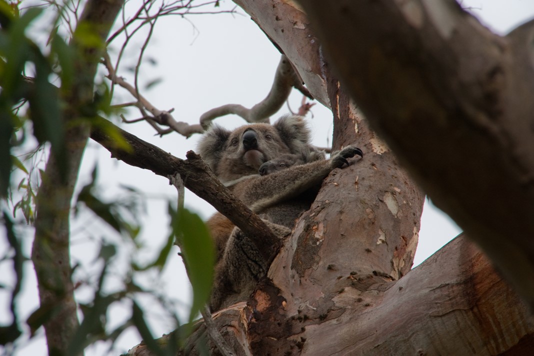 Great Otway National Park