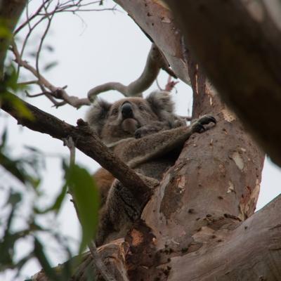 Great Otway National Park