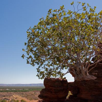 Kununurra