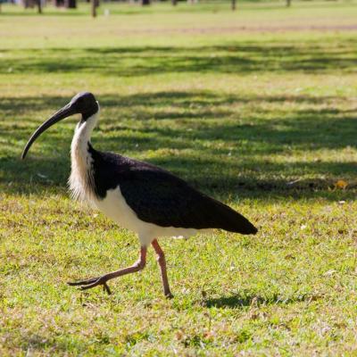 Kununurra