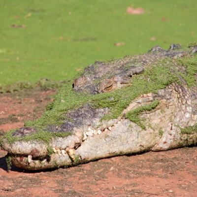 Malcolm Douglas Crocodile Park