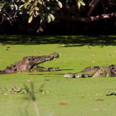 Malcolm Douglas Crocodile Park